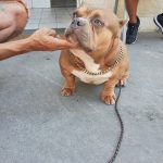 Imagem ilustrativa da empresa Veterinária Amor de Bicho em São João de Meriti - RJ
