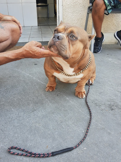 Veterinária Amor de Bicho em São João de Meriti - RJ