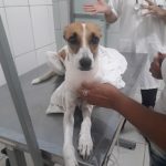 Imagem ilustrativa da empresa Veterinária Brás de Pina em Rio de Janeiro - RJ