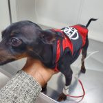 Imagem ilustrativa da empresa Veterinária Cãotinho em Mesquita - RJ