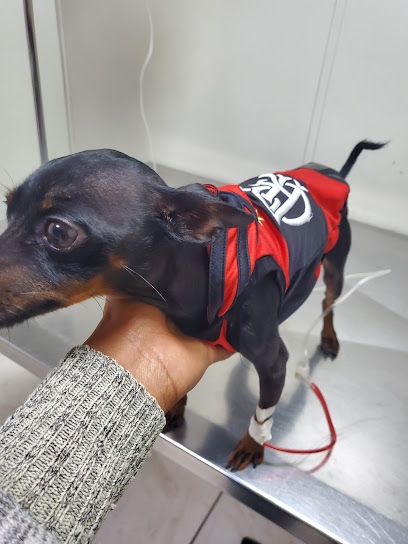 Veterinária Cãotinho em Mesquita - RJ