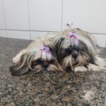 Imagem ilustrativa da empresa Veterinária Chaves em São Luís - MA