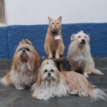 Imagem ilustrativa da empresa Veterinária Cumbica em Guarulhos - SP