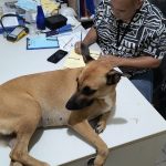 Imagem ilustrativa da empresa Veterinária do Anselmo em Recife - PE