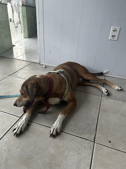 Veterinária Gaia de Nova Iguaçu em Nova Iguaçu - RJ