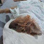 Imagem ilustrativa da empresa Veterinária Jardim Primavera em Duque de Caxias - RJ