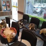 Imagem ilustrativa da empresa Veterinária Santos em São Luís - MA