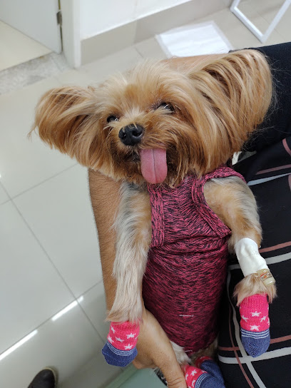 Veterinarii em Recife - PE