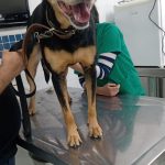 Imagem ilustrativa da empresa Veterinário 24 horas África Guarulhos em Guarulhos - SP