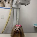 Imagem ilustrativa da empresa VETLAB - Centro de Diagnóstico Veterinário em Sorocaba - SP