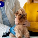 Imagem ilustrativa da empresa Vetnasa Washington Luís 24 horas - Clínica Veterinária 24h em São Paulo - SP