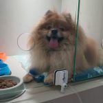 Imagem ilustrativa da empresa Vetplace - Centro de Saúde Animal - Veterinário em Porto Alegre - RS