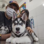 Imagem ilustrativa da empresa Vets - Clínica Veterinária em Salvador - BA
