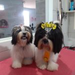Imagem ilustrativa da empresa Vida Espaço Pet - Veterinário em Fortaleza - CE