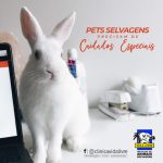 Imagem ilustrativa da empresa Vida Livre Medicina de Animais Selvagens - Veterinário em Curitiba - PR