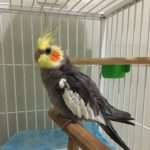 Imagem ilustrativa da empresa Vidas Atendimento Veterinário de Animais Silvestres - Aves, Coelhos, Repteis, Roedores em Goiânia - GO