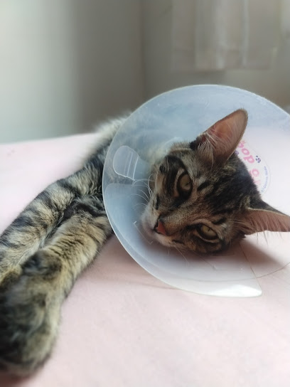 Vila Pop Veterinária em Aparecida de Goiânia - GO