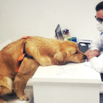 Imagem ilustrativa da empresa Vilavet clínica veterinária em São Paulo - SP