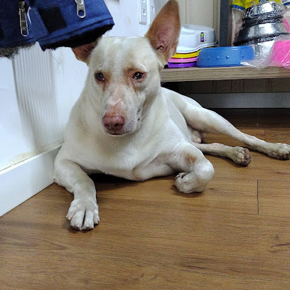 Villa Latta Clínica Veterinária Popular em Salvador - BA