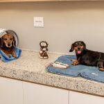 Imagem ilustrativa da empresa Vitalvet - Veterinário em Porto Alegre - RS