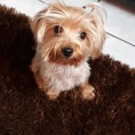 Imagem ilustrativa da empresa VixenVet - Centro Veterinário 24h em Porto Alegre - RS