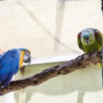 Imagem ilustrativa da empresa Wildvet Clínica Veterinária em São Paulo - SP