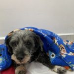 Imagem ilustrativa da empresa Willpet Clínica Veterinária em Osasco - SP