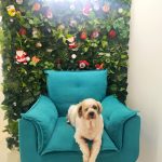 Imagem ilustrativa da empresa Yankee Centro Veterinário em Guarulhos - SP