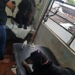 Imagem ilustrativa da empresa Zoo Clínica - Veterinário em Porto Alegre - RS