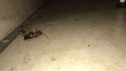 AGN Clean SP - Dedetização em São Paulo - SP