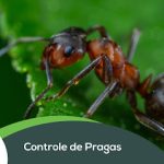 Imagem ilustrativa da empresa BIOSP - Controle de Pragas em Santo André - SP