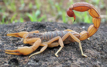 DEDETIZADORA CATARINENSE em Joinville - SC