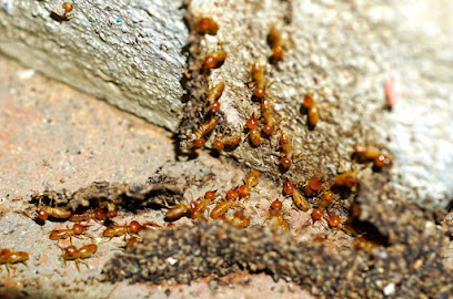 Dedetizadora zona norte especialista descupinização e outras pragas em São Paulo - SP