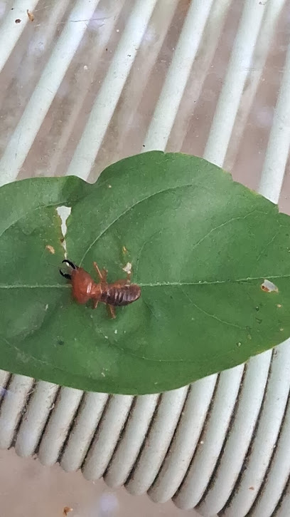 Extinseto - Dedetização em Teresina - PI