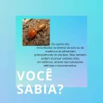 Imagem ilustrativa da empresa Formicasa Brasília - Dedetização em Brasília - DF