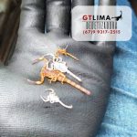 Imagem ilustrativa da empresa GTLIMADEDETIZADORAMS em Campo Grande - MS