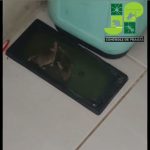 Imagem ilustrativa da empresa JP CONTROLE DE PRAGAS PE em Paulista - PE