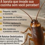 Imagem ilustrativa da empresa Ratatue Dedetizadora em Brasília - DF